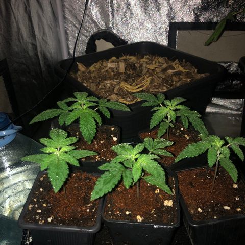 Lsd féminise growlog timeline photo