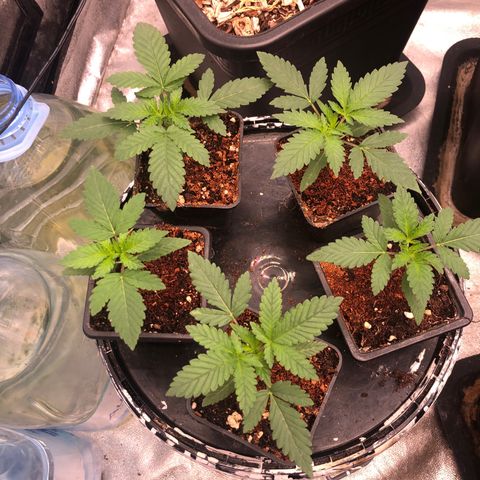 Lsd féminise growlog timeline photo
