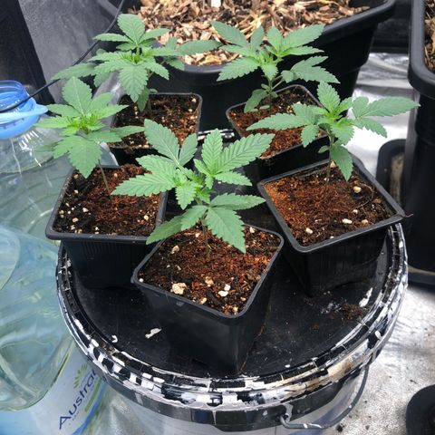 Lsd féminise growlog timeline photo