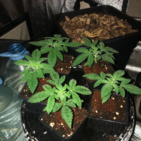 Lsd féminise growlog timeline photo