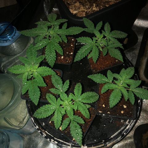 Lsd féminise growlog timeline photo