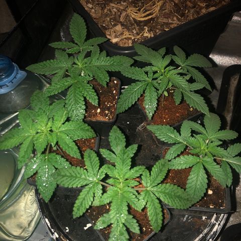 Lsd féminise growlog timeline photo