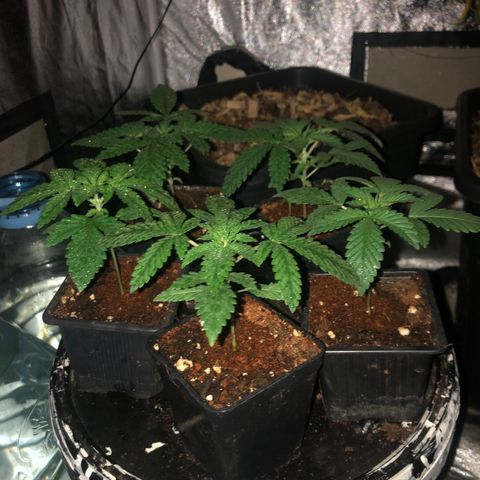 Lsd féminise growlog timeline photo
