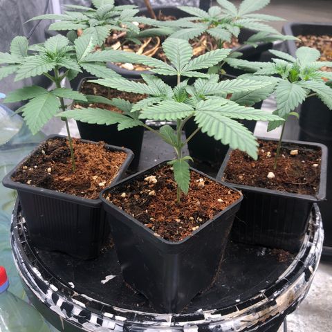 Lsd féminise growlog timeline photo