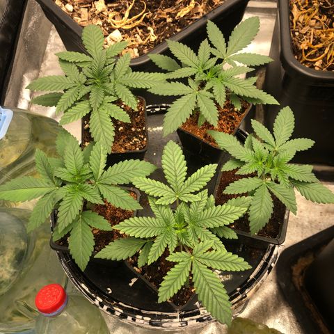 Lsd féminise growlog timeline photo