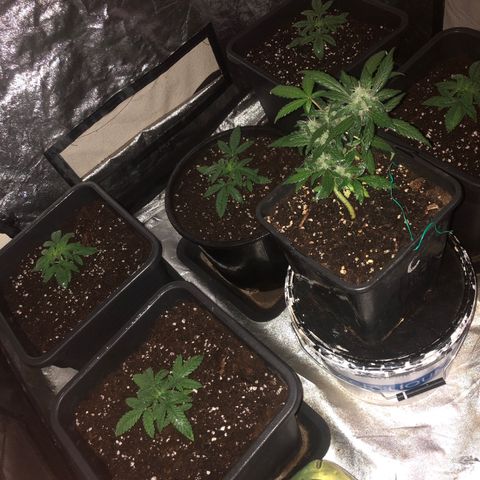 Lsd féminise growlog timeline photo