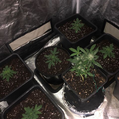 Lsd féminise growlog timeline photo