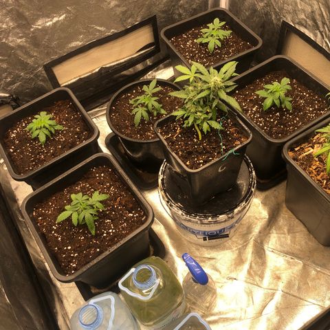 Lsd féminise growlog photo: Rempotage 18l All mix 