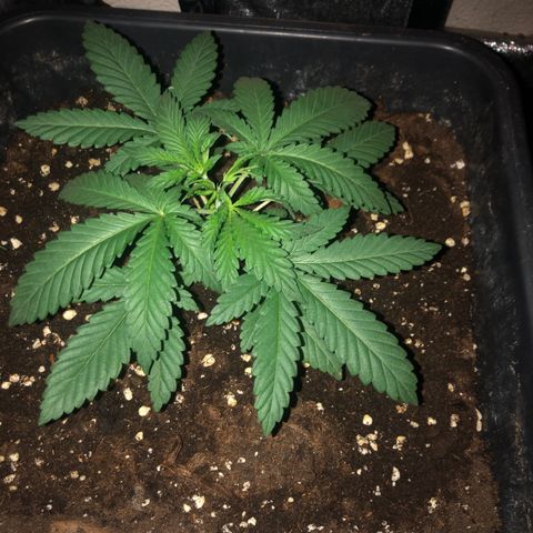 Lsd féminise growlog photo: Coupe de l’apex 