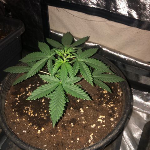 Lsd féminise growlog photo: Coupe de l’apex 