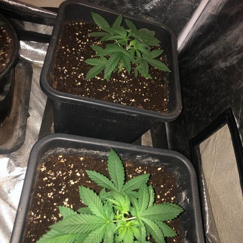 Lsd féminise growlog photo: Coupe de l’apex 