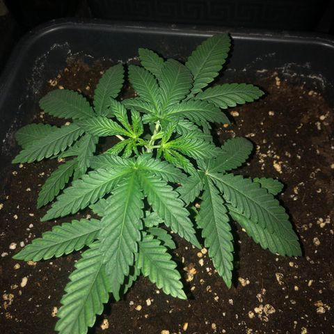 Lsd féminise growlog photo: Coupe de l’apex 