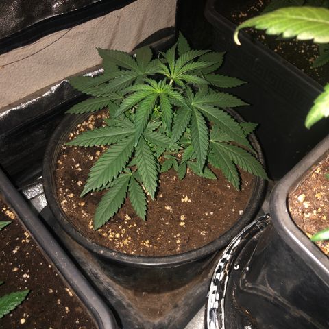 Lsd féminise growlog timeline photo