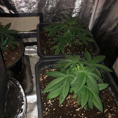 Lsd féminise growlog timeline photo