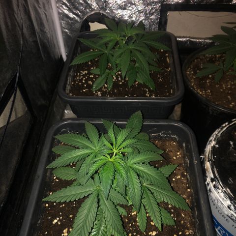 Lsd féminise growlog timeline photo