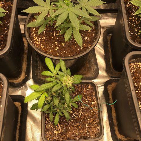 Lsd féminise growlog photo: Coupe des 2 première feuille pour pénétration lumière 