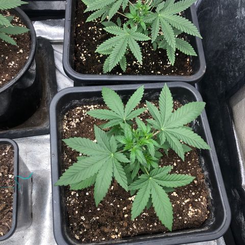 Lsd féminise growlog photo: Coupe des 2 première feuille pour pénétration lumière 