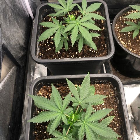 Lsd féminise growlog photo: Coupe des 2 première feuille pour pénétration lumière 