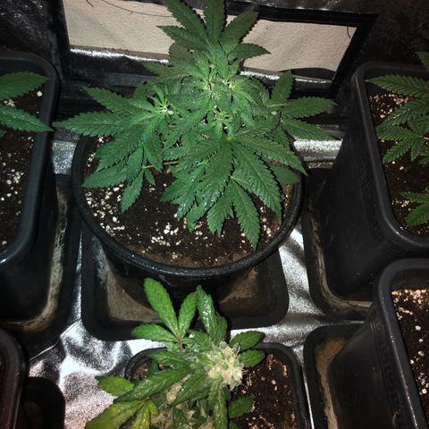 Lsd féminise growlog timeline photo