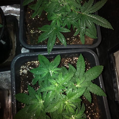 Lsd féminise growlog timeline photo