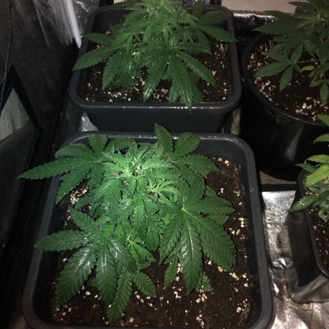 Lsd féminise growlog timeline photo