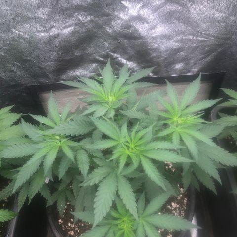 Lsd féminise growlog timeline photo