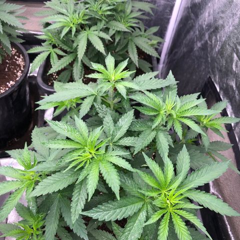 Lsd féminise growlog timeline photo