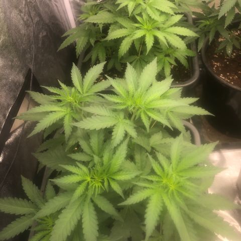 Lsd féminise growlog timeline photo