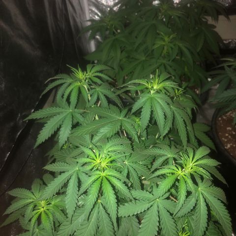 Lsd féminise growlog timeline photo