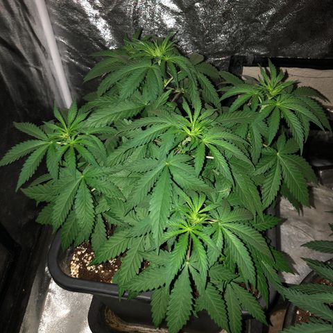 Lsd féminise growlog timeline photo