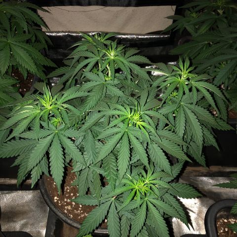 Lsd féminise growlog timeline photo