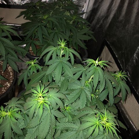 Lsd féminise growlog timeline photo