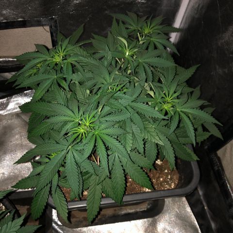 Lsd féminise growlog timeline photo