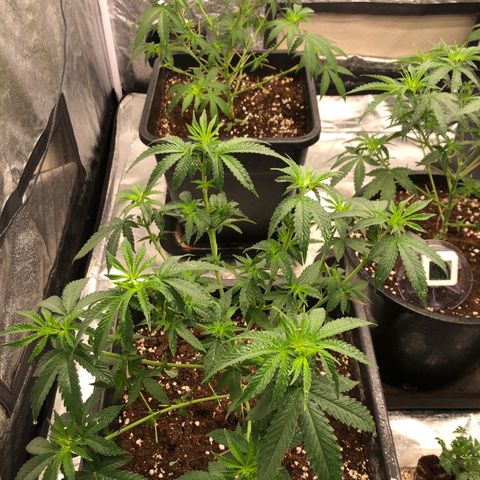 Lsd féminise growlog photo: Grosse défoliation plus 4bouture