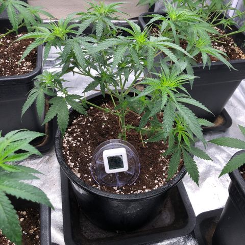 Lsd féminise growlog photo: Grosse défoliation plus 4bouture