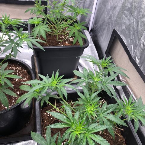 Lsd féminise growlog photo: Grosse défoliation plus 4bouture