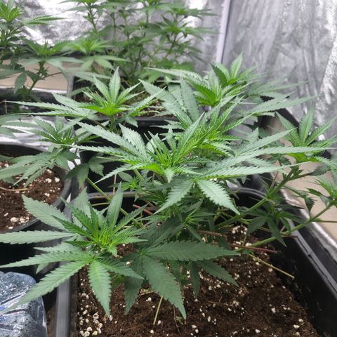 Lsd féminise growlog timeline photo