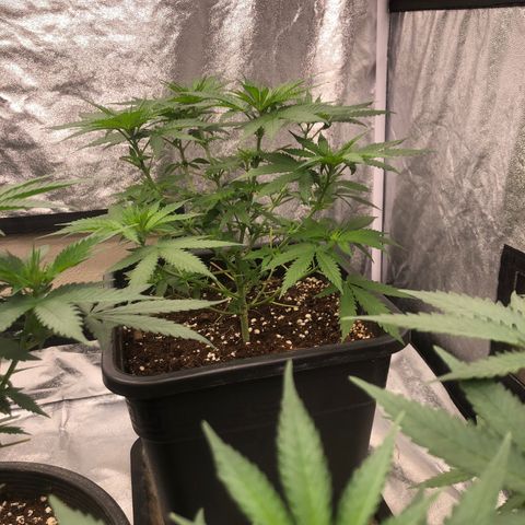 Lsd féminise growlog timeline photo