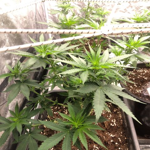 Lsd féminise growlog timeline photo