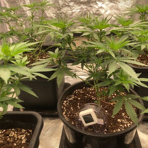 Lsd féminise growlog timeline photo
