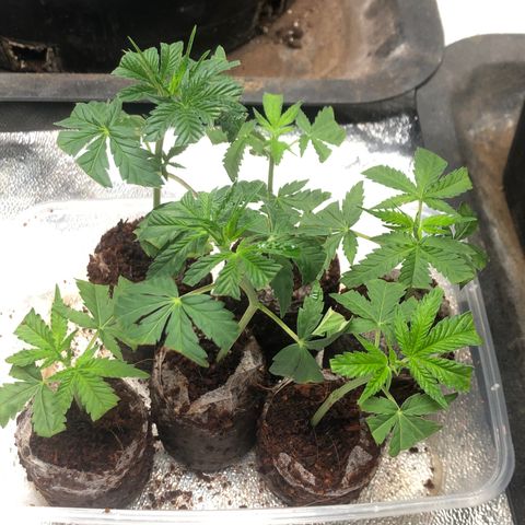 Lsd féminise growlog photo: Bouture