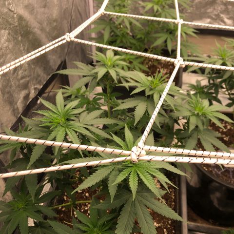 Lsd féminise growlog timeline photo