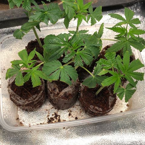 Lsd féminise growlog timeline photo