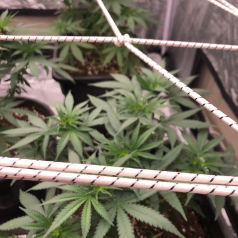 Lsd féminise growlog timeline photo