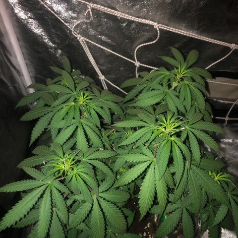Lsd féminise growlog timeline photo