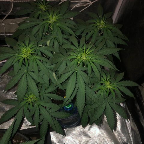 Lsd féminise growlog timeline photo