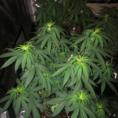 Lsd féminise growlog timeline photo