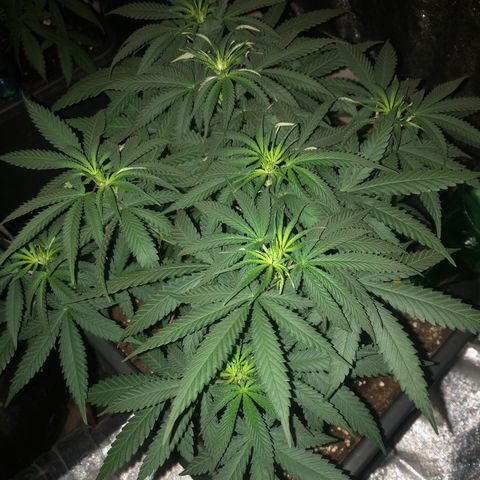 Lsd féminise growlog timeline photo