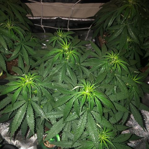 Lsd féminise growlog timeline photo