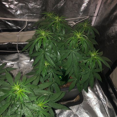 Lsd féminise growlog timeline photo